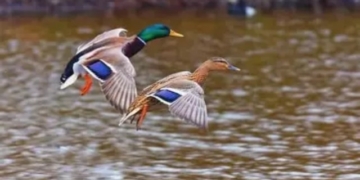 Odisha migratory bird tracking