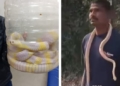 Youth Carries Venomous Snake
