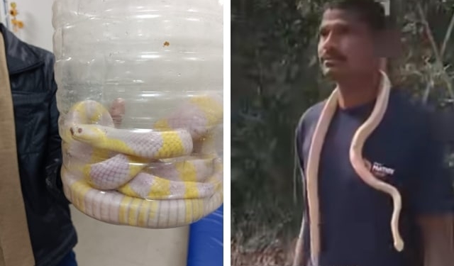 Youth Carries Venomous Snake