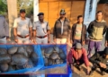 Turtle smuggling rescue Odisha