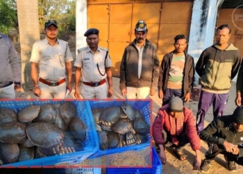 Turtle smuggling rescue Odisha