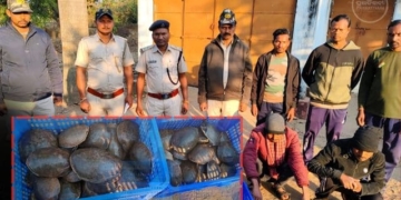 Turtle smuggling rescue Odisha