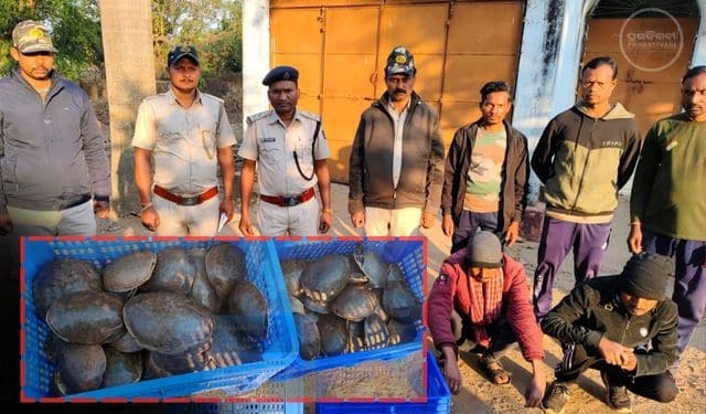 Turtle smuggling rescue Odisha