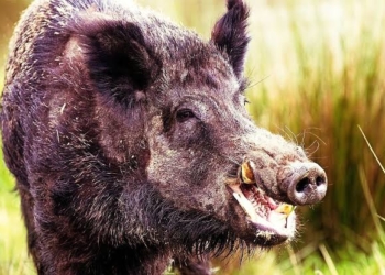 Wild boar