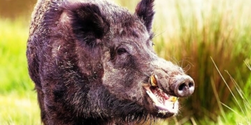 Wild boar
