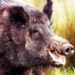 Wild boar