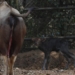 New Arrival at Nandankanan: Gaur Calf Boosts Conservation Efforts