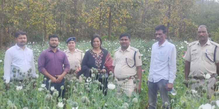 Opium destruction deogarh odisha