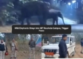 Elephants
