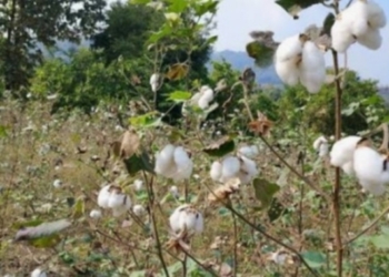 Organic cotton scam