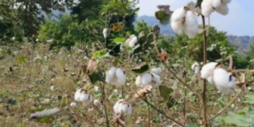Organic cotton scam