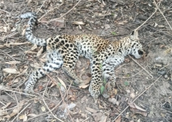 Leopard Cub Found Dead in Ganjam