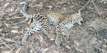 Leopard Cub Found Dead in Ganjam
