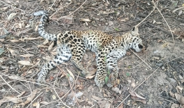 Leopard Cub Found Dead in Ganjam