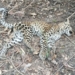 Leopard Cub Found Dead in Ganjam
