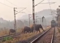 Shikharachandi elephant conflict