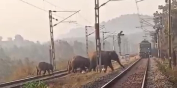 Shikharachandi elephant conflict