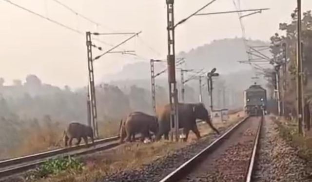 Shikharachandi elephant conflict