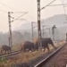 Shikharachandi elephant conflict