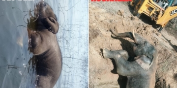 Elephant Rescue in Rourkela