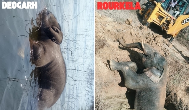 Elephant Rescue in Rourkela