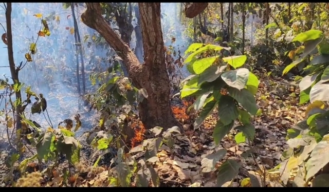 Koida Forest Fire