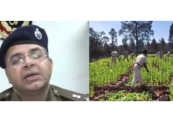 Illegal Opium Cultivation