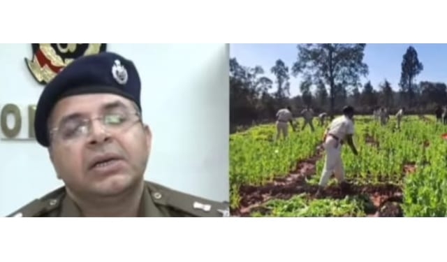 Illegal Opium Cultivation