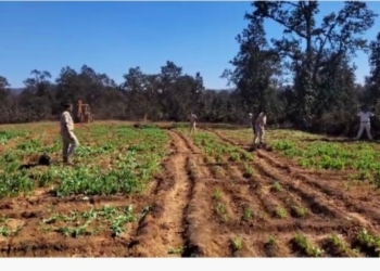 Sundargarh opium cultivation