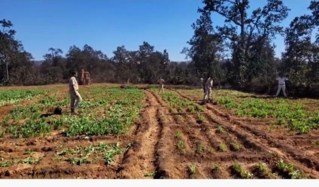 Sundargarh opium cultivation