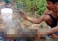 Viral Wild Boar Killing Video