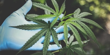 Cannabis
