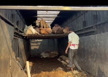 Malkangiri cattle smuggling