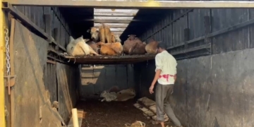 Malkangiri cattle smuggling