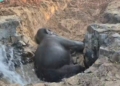 Elephant rescued in Keonjhar