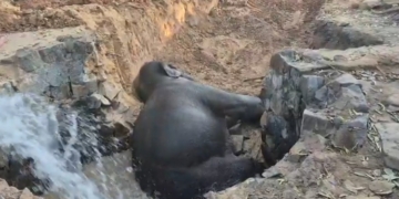 Elephant rescued in Keonjhar