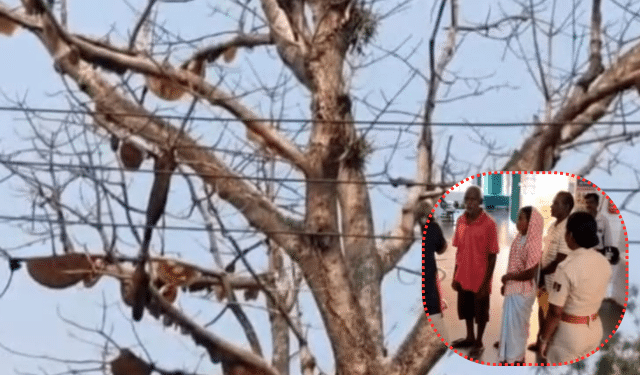 Bee attack Biramitrapur