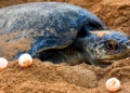 Olive Ridley