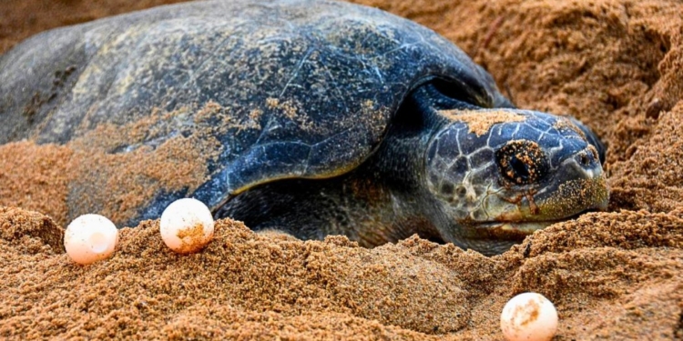 Olive Ridley