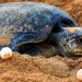 Olive Ridley