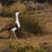 Great Indian Bustard duet call