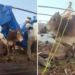 Jharsuguda Cattle Smuggling