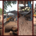 illegal sawmills raid Bhubaneswar