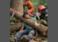 tree-cutting accident