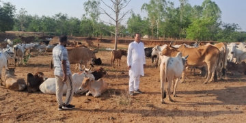 Titlagarh cattle transport crackdown
