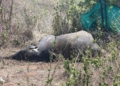 Tusker death in Kalahandi