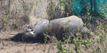 Tusker death in Kalahandi