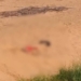 Mystery Deepens in Cuttack: Woman’s Partially Buried Body Found on Kathajodi Riverbed, Forensic Probe Underway