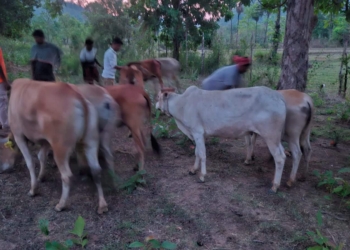 Cattle Smuggling Foiled