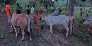 Cattle Smuggling Foiled